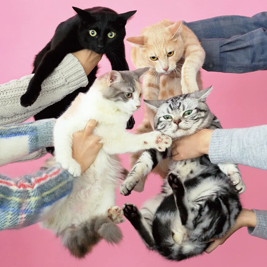 Neko to Allergy [Import]
